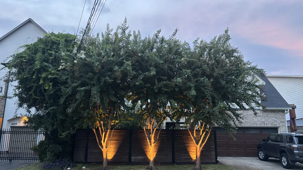 Three crepe myrtles uplit against a dark fence on a Houston front elevation at dusk