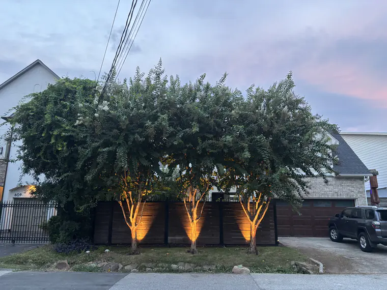 Three crepe myrtles uplit against a dark fence on a Houston front elevation